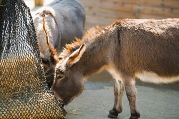 Two donkeys enjoying the sunshine and some hay