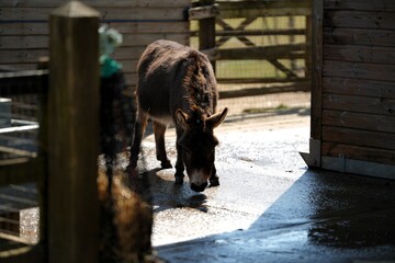 Two Donkeys Enjoying The Sunshine