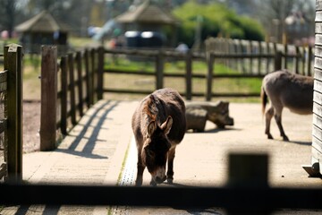 Two donkeys enjoying the sunshine and some hay
