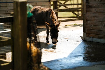 Two Donkeys Enjoying The Sunshine