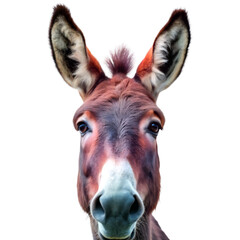 Fototapeta premium Close-up donkey face shot isolated with transparency perfect for animal and farm-themed visuals 