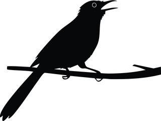 Elegant Birds Silhouette Vector EPS A Bulbul's Song at Dawn, Detailed Vector Illustration for Design Projects