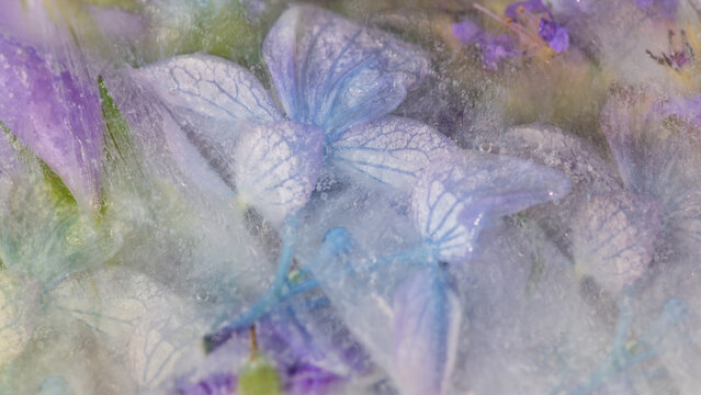 artistic hortensia and lavender flowers background in blue, violoet and purple
