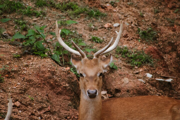 A sambar deer, *Cervus unicolor*, stares directly at the camera in a wildlife setting.