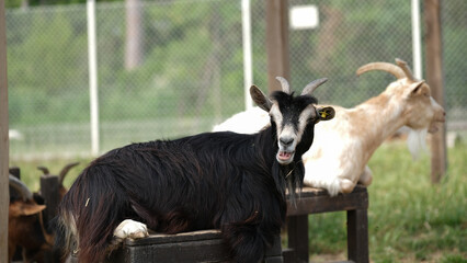 Black Goat Bleating While Resting on Bench in Enclosure