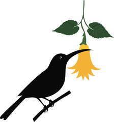 Elegant Birds Silhouette Vector EPS Sunbird Nectar Silhouette, Hanging Flower Design, Vector Illustration for Nature Projects