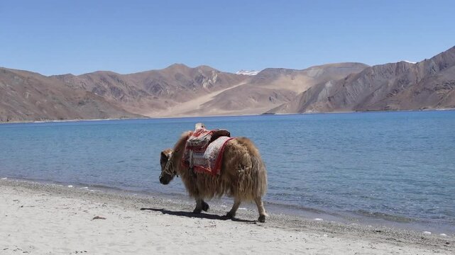 Dymo - Ladakh Female Yak and mountain Cattle