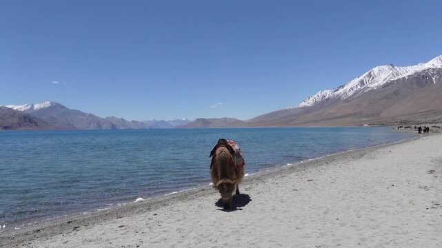 Dymo - Ladakh Female Yak and mountain Cattle
