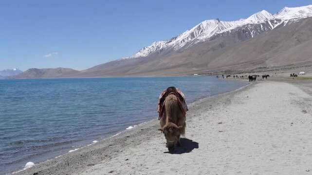 Dymo - Ladakh Female Yak and mountain Cattle