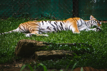 Resting tiger, Panthera tigris, in lush green grass enclosure of a wildlife sanctuary.