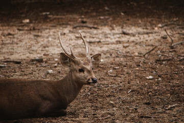 Male sambar deer ( *Cervus unicolor*) resting on the ground in a wildlife habitat.