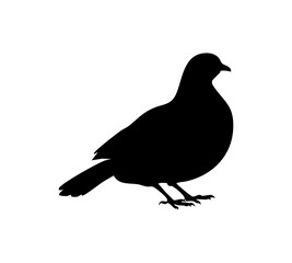 Vector illustration of a black pigeon or dove silhouette isolated on a white background