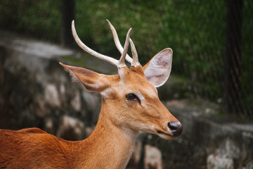 Young male sambar deer (Rusa unicolor) portrait in a wildlife sanctuary, showcasing its antlers and...
