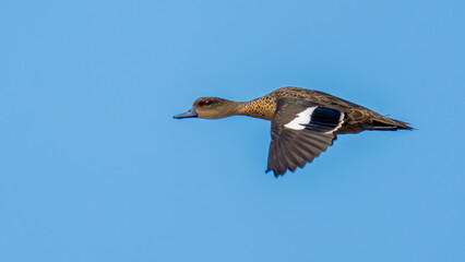 duck in flight
