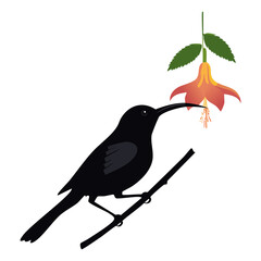 A solitary silhouette of a graceful black bird perched on a thin branch reaching out to drink nectar from a delicate dangling Fuchsia flower with vibrant orange and pink petals and green leaves