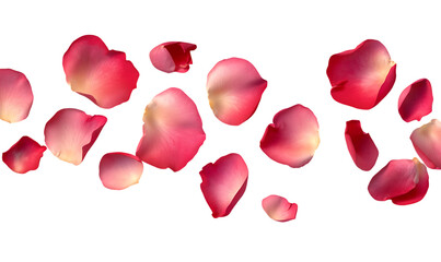 rose petals flying isolated on transparent background  rose petals flying isolated on transparent background  rose petals flying isolated on transparent background.