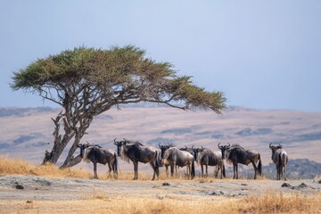 A herd of wildebeests grazing near a lone acacia tree in a vast savanna landscape