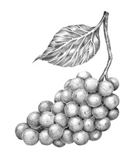 Bunch of grapes, Gamay variety drawn with pencil, graphics. Hand drawn pencil drawing. for menu, decoration and design