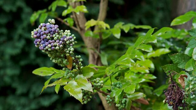 Unripe Purple and Green Berries of a Mahonia known as Oregon Grape Clustered on a Woody Stem Amidst Lush Green Foliage, Swaying Gently in a Light Breeze with a Blurred Background