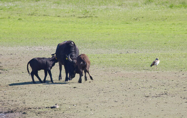 Water buffalo running along the bank, adult water buffalo and calves in the meadow, a water buffalo and her young chasing each other, Bubalus arnee playing on the bank