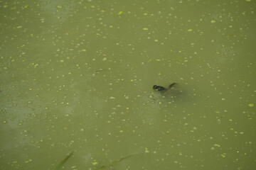 Turtle Swimming in Algae-Covered Pond