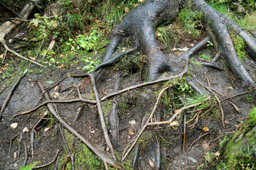 The roots of the trees are pronounced on the rock on a clear sunny day. Flora mountains plants flowers.