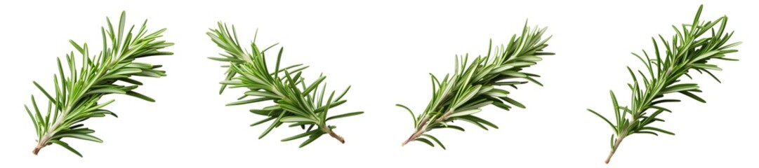 Fototapeta premium Rosemary leaf isolated on transparent background.
