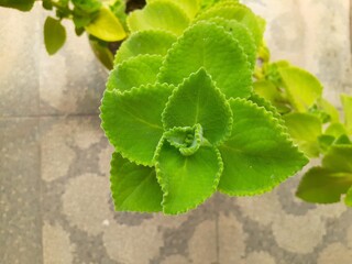 Torbangun (Coleus amboinicus) or Plectranthus amboinicus in pot. Also known as Indian borage,...