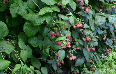 Raspberry Bush Laden with Ripe Berries