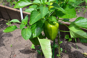 Green Bell Pepper Plant in Garden on the garden bed close up