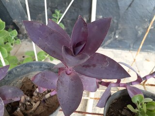 Hati ungu (Tradescantia pallida) flower plant in pot. Commonly called purple heart or purple queen.