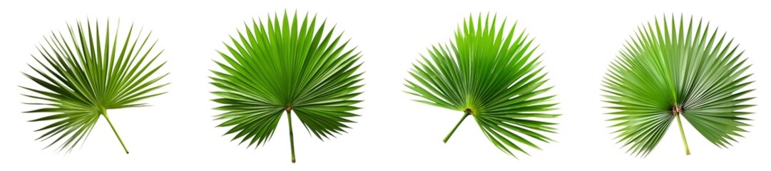 Saw palmetto leaf isolated on a Transparent background.