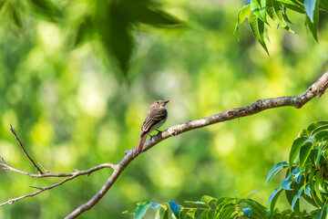 bird on a branch, Cooper Lake State Park South Sulphur Unit, Texas, USA.