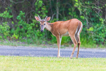 white tailed deer in Cooper Lake State Park South Sulphur Unit, Sulphur Springs, Texas, USA