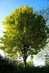 Nature shots, taken on a autumn morning.