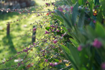 Nature shots, taken on a autumn morning.
