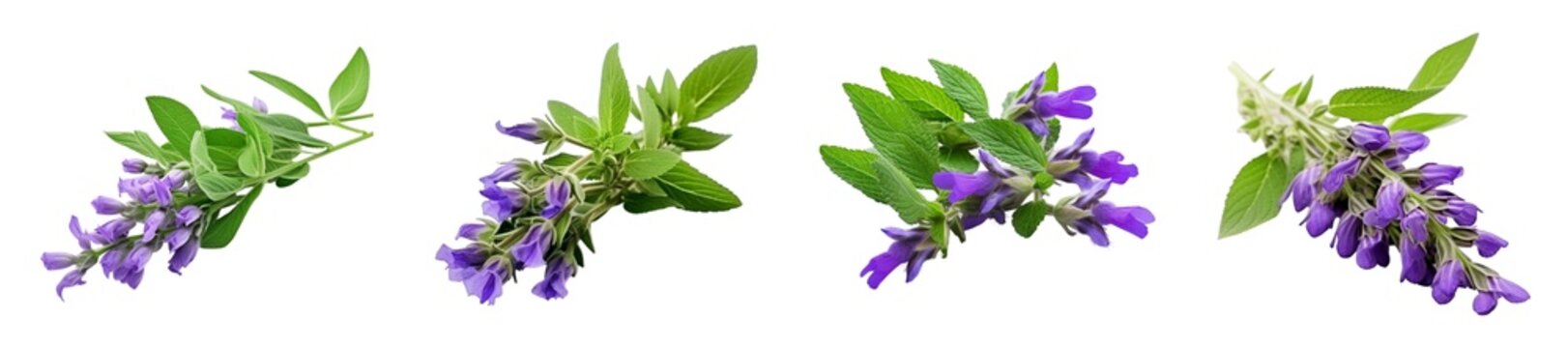 Skullcap flower isolated on a Transparent background.