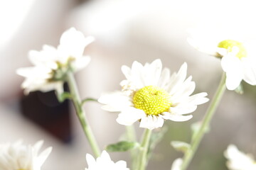 una toma de cerca de una flor blanca crisantemos de manzanillas