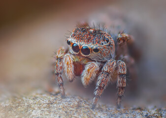 A Close-up picture of a Jumping Spider portrait Captured in Nature