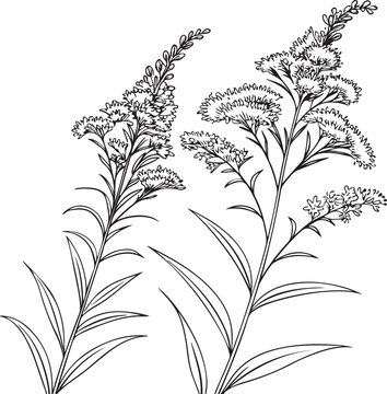 goldenrod flowers vector illustration transparent background