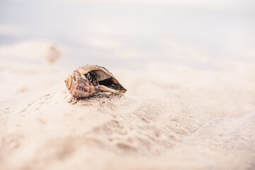 A very large Hermit shell on the beach in Florida.