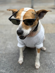 Hund mit Sonnenbrille und weißem Shirt auf Gehweg