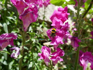 Bumble bee pollinator insect hanging on pink flowers