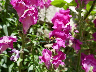 Pink flower clusters with bumble bee insect pollinating