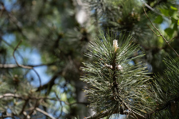 Pine tree branch with new spring shoots