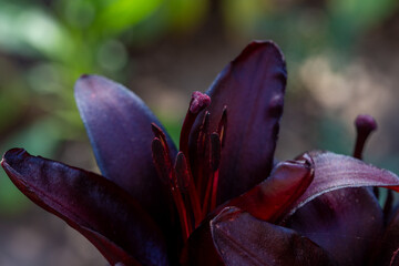 Close-up of stamens of blooming dark burgundy lilies. Floriculture. Close up.