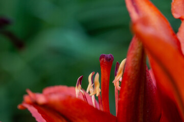Close-up of stamens of blooming red lilies. Floriculture. Close up.