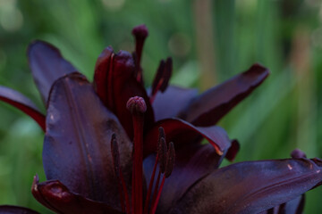 Close-up of stamens of blooming dark burgundy lilies. Floriculture. Close up.