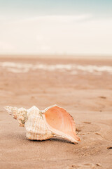 A very large Hermit shell on the beach in Florida.