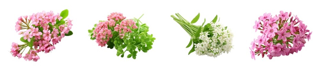 Valerian flower isolated on transparent background.